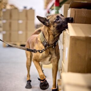 Non-stop Dogwear Solid Collar - Working Dog