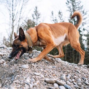 Non-stop Dogwear Solid Collar - Working Dog
