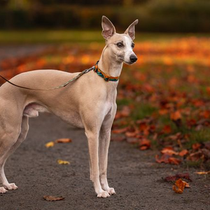 Non-stop Dogwear Trail Quest Collar Rachel Pohl