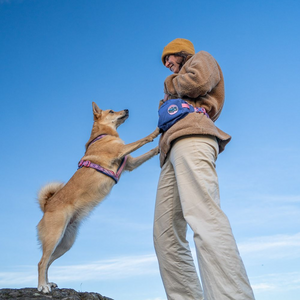 Non-stop Dogwear Trail Quest Fanny Pack Rachel Pohl