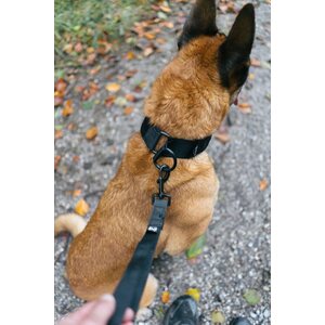 Non-stop Dogwear Security Strap WD