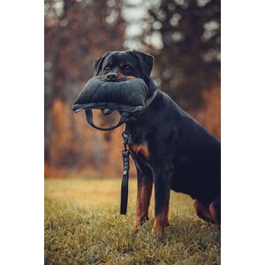 Non-stop Dogwear Security Strap WD