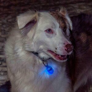 Terrain D.O.G. Safety Light