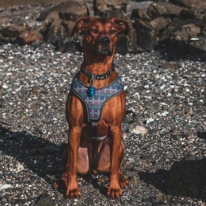 Terrain D.O.G. Safety Light