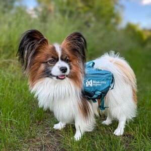 Non-stop Dogwear Trail Quest Dog Backpack
