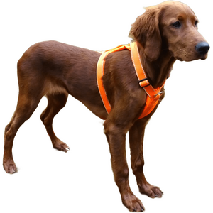 Kardog Elva Harness