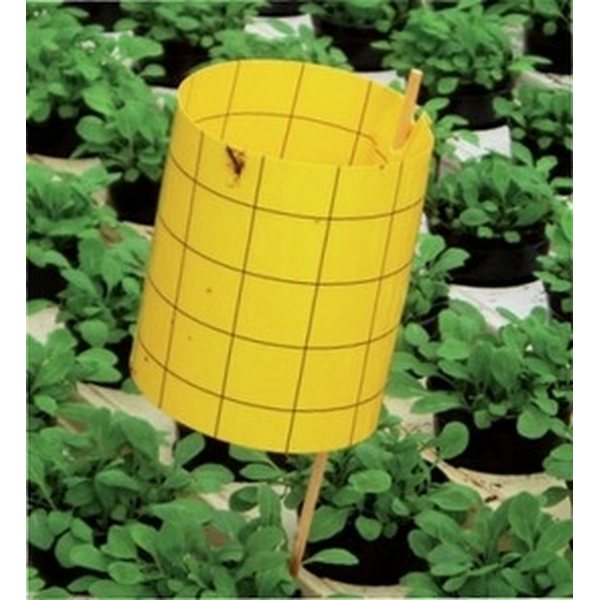 Silvalure Insect Control Green House Fly Traps