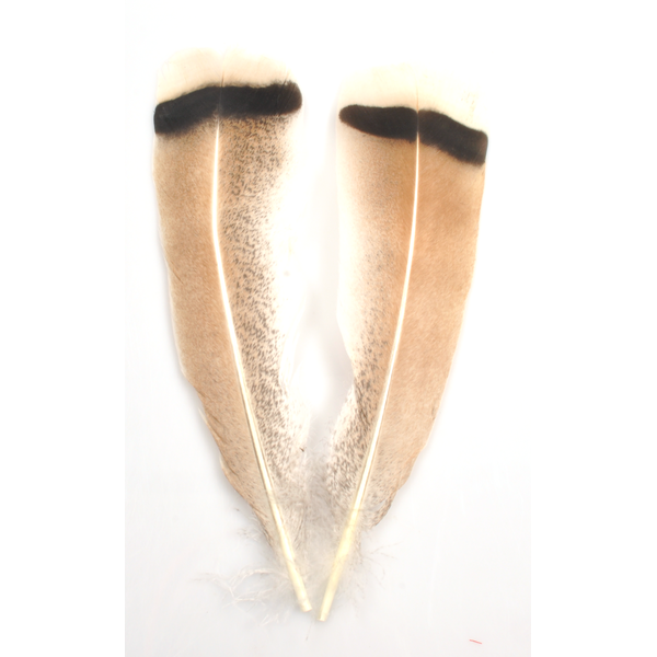 Silvergrey Turkey Mottled Oak Tail Feathers
