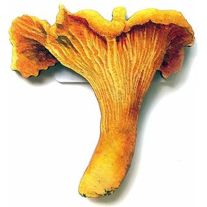 Foraging